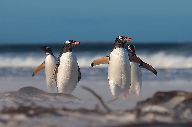 A group of Gentoo penguins wander along a beach on the Falkland Islands.