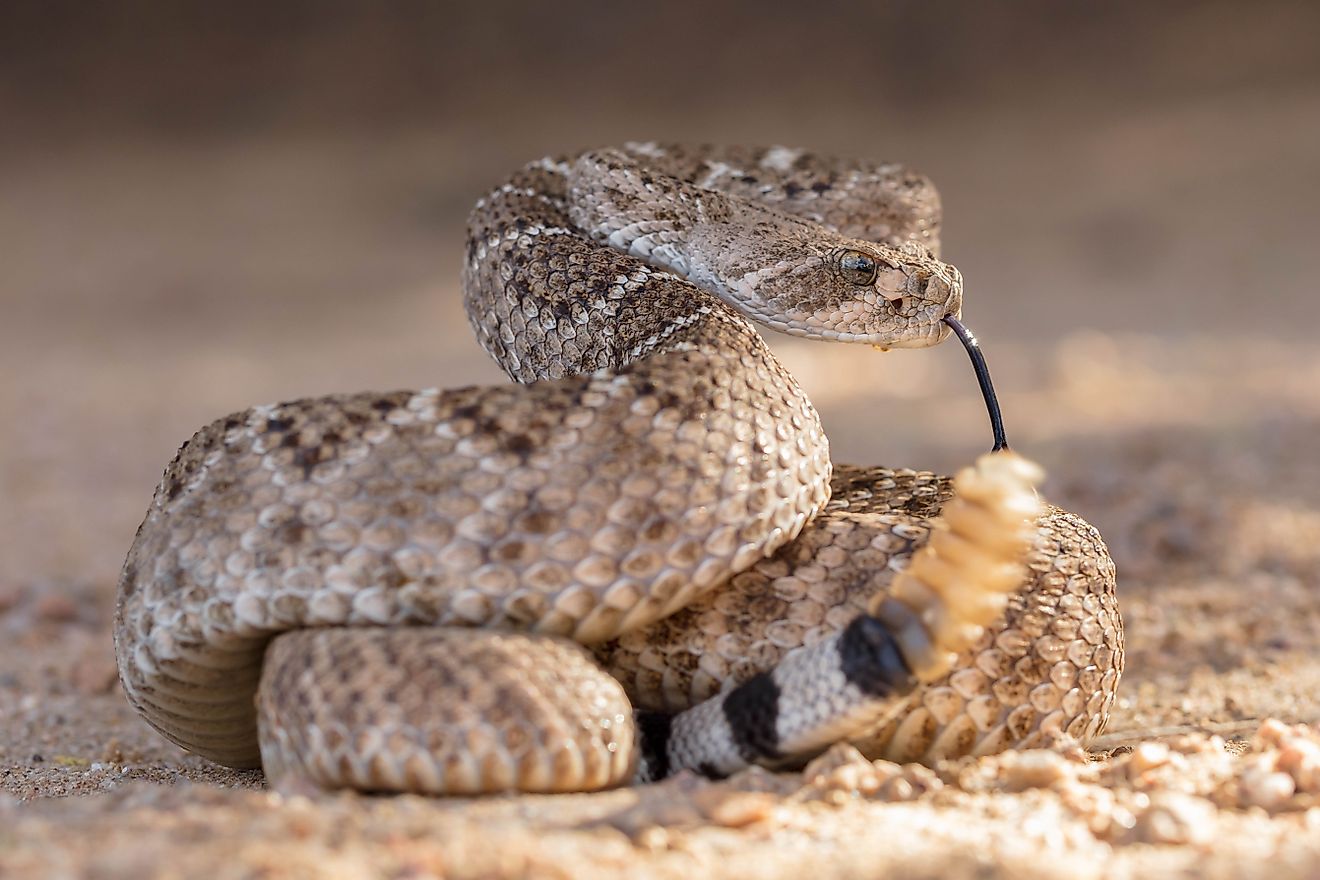 Western Diamondback Rattlesnake (Crotalus atrox)
