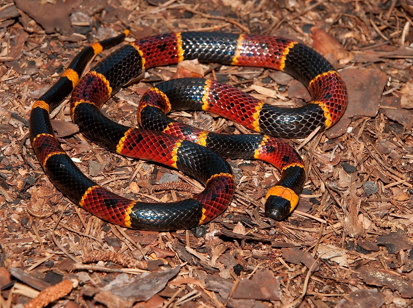 The eastern coral snake.