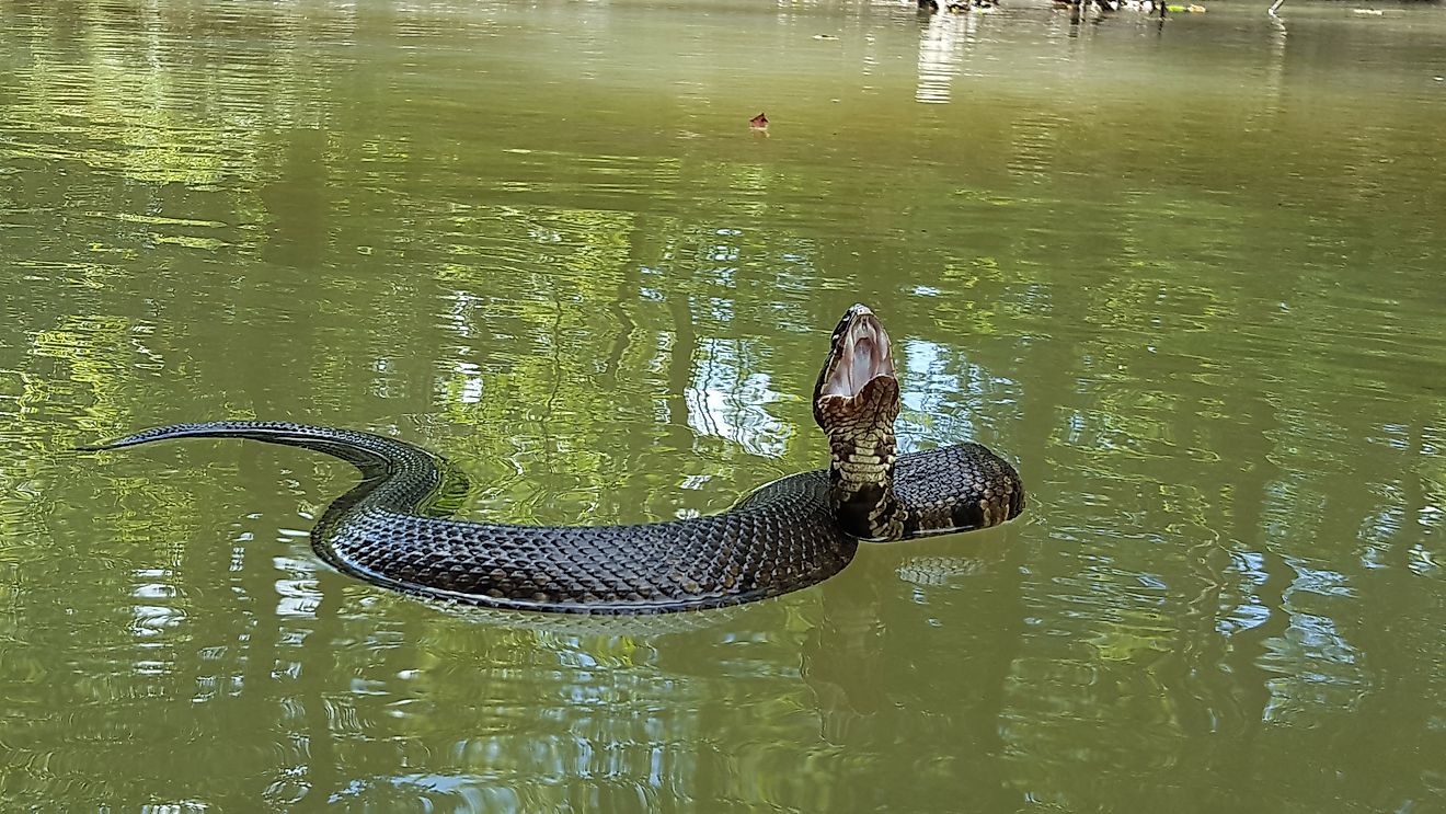 The venomous cottonmouth is a common species in Alabama's rivers.