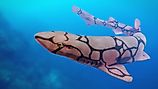 A chain catshark.