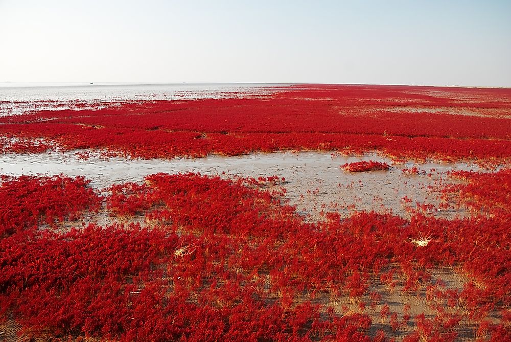 Red Beach's marsh landscape is characterized by its dinstinctive red reed grasses.
