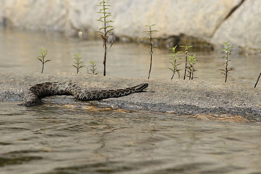 Eastern Massasauga Rattlesnake resting on a rock slab in water.