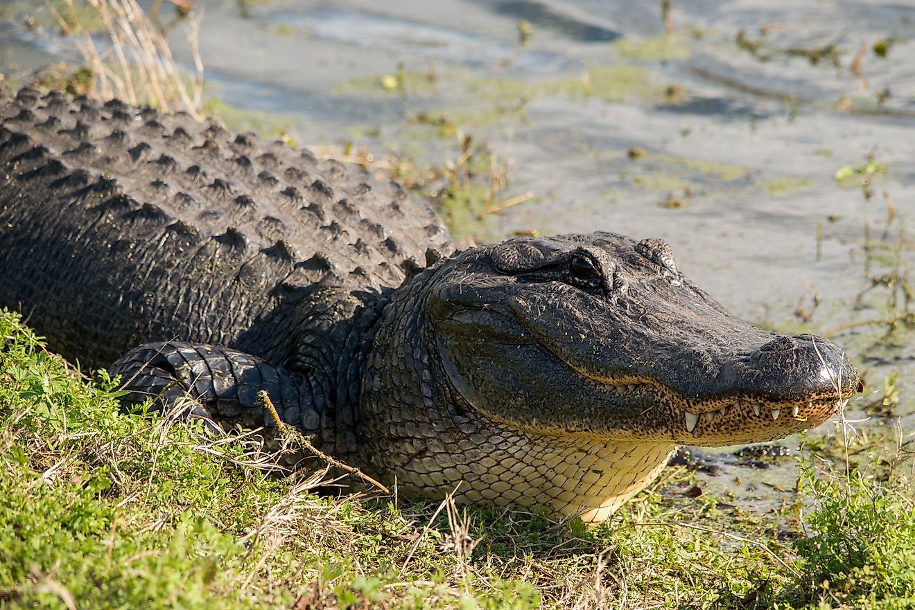 American Alligator at Brazos Bend State Park, Texas