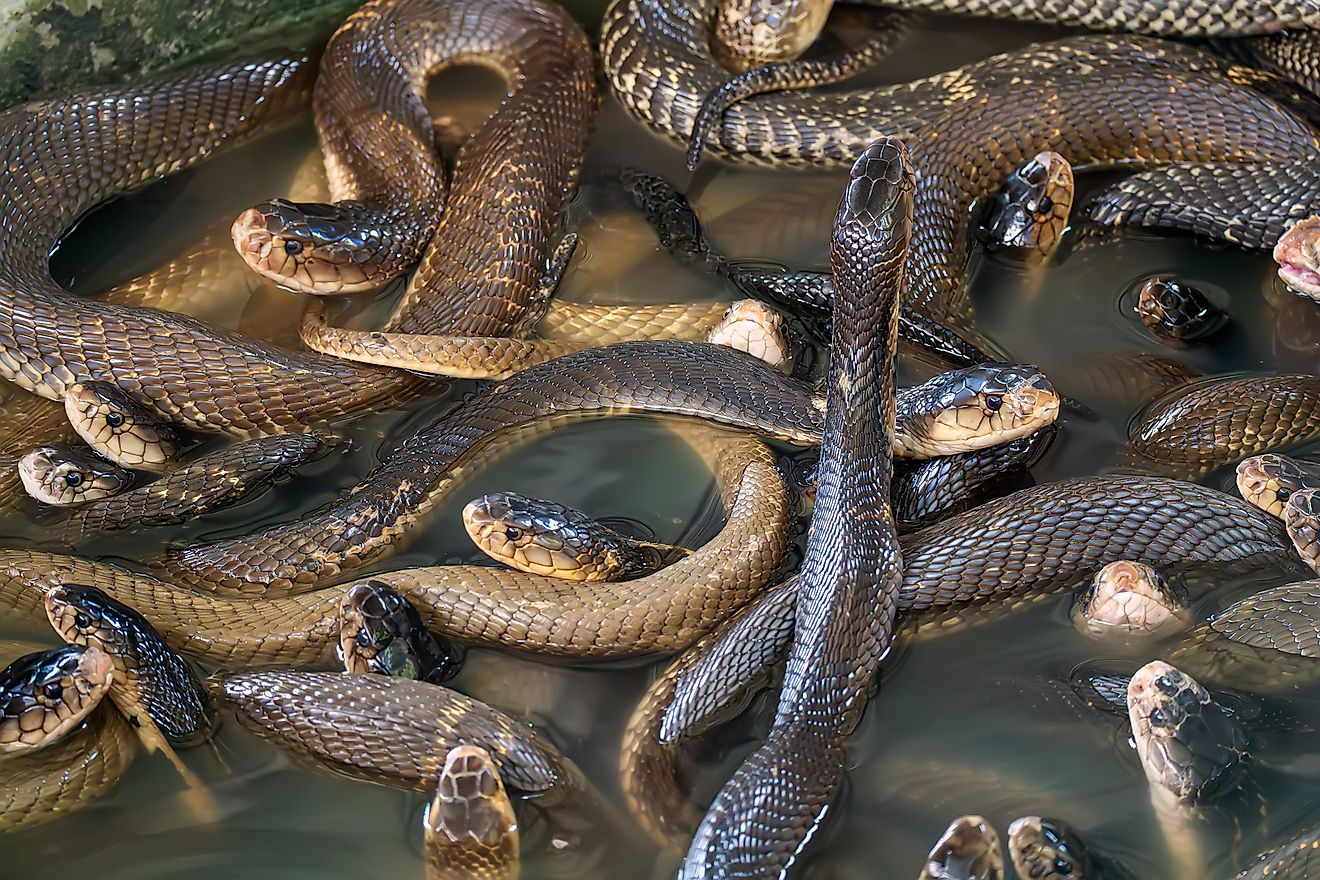 A lot of snakes piled on one another in water.