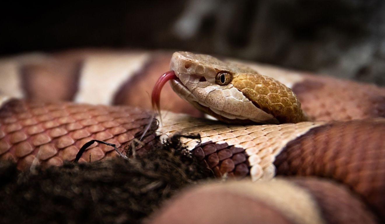View of Eastern copperhead.