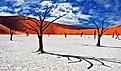 Dead Camelthorn Trees against red dunes and blue sky in Deadvlei, Sossusvlei. Namib-Naukluft National Park.