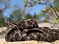 Eastern Massasauga Rattlesnake.
