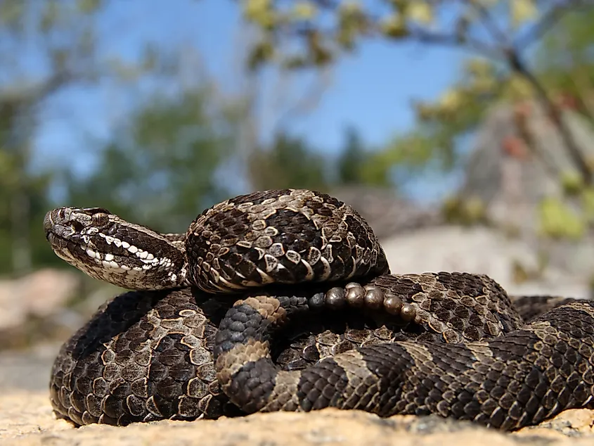 Eastern Massasauga Rattlesnake.