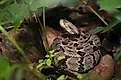 A juvenile timber rattlesnake in the foliage.