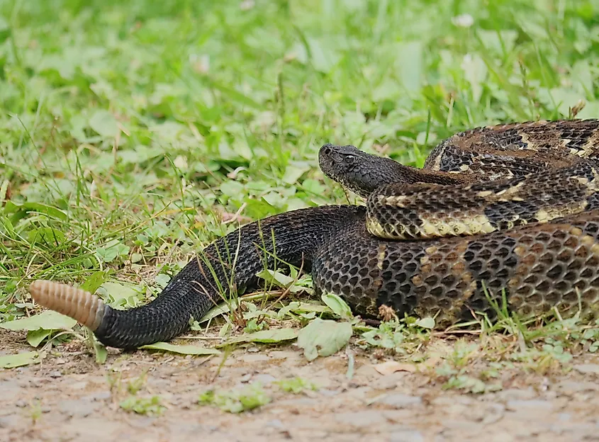 Timber rattlesnake