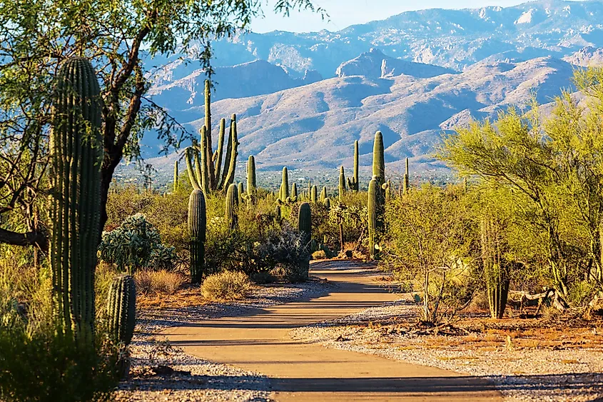 Saguaro National Park in Arizona.