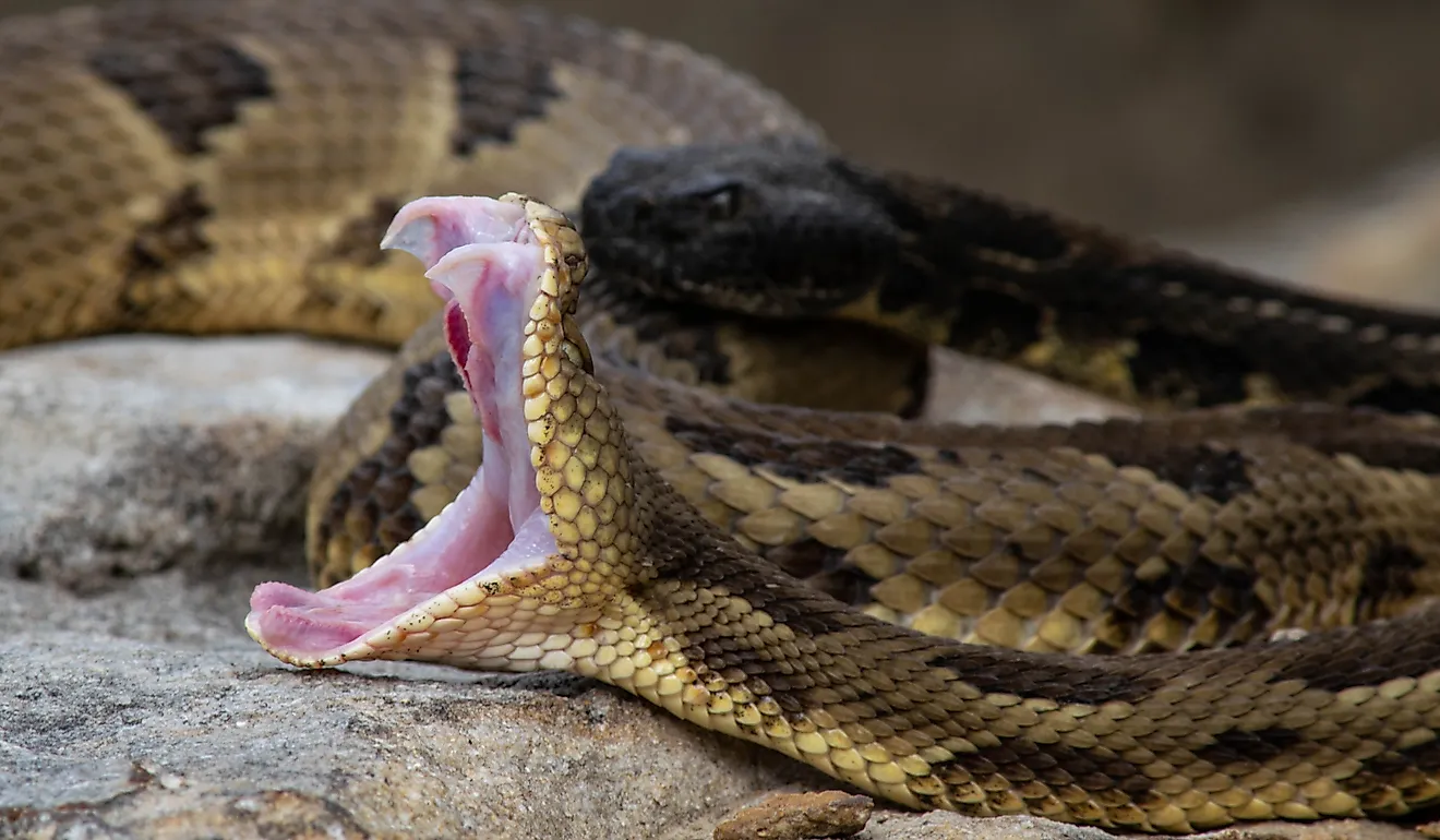 A timber rattlesnake exposes its fangs.